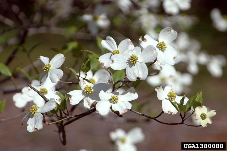 Closeup of flowering dogwood flowers.